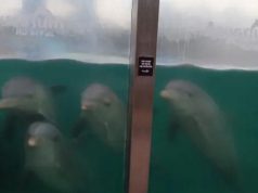 “A los delfines se los ve en agua turbia”: se agrava la polémica por los animales abandonados en el Aquarium de Mar del Plata