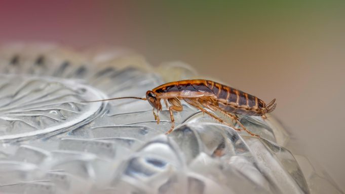 Esta es la planta que debes tener en tu casa para mantener alejadas a las cucarachas