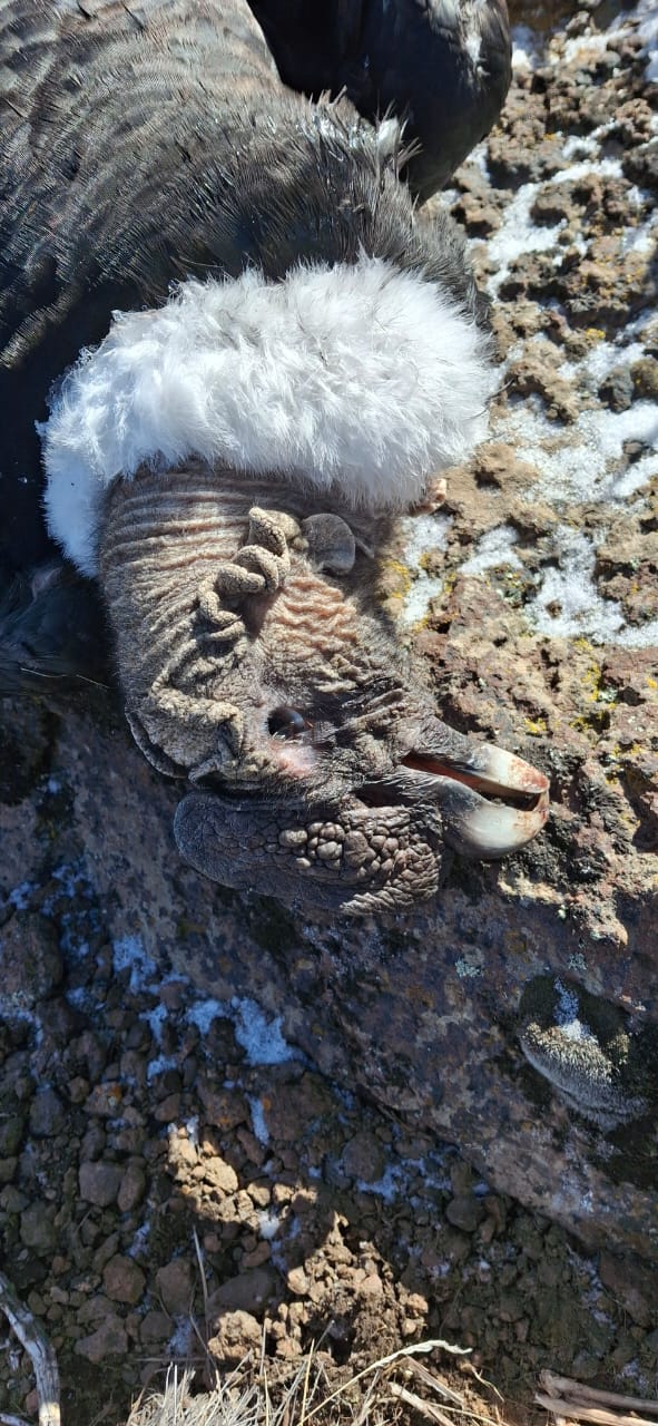 Hallaron muerto a un cóndor andino tras consumir un cebo envenenado en Río Negro
