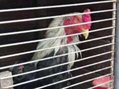 Rescataron a 30 aves de corral en Corrientes en el marco de una causa por maltrato animal