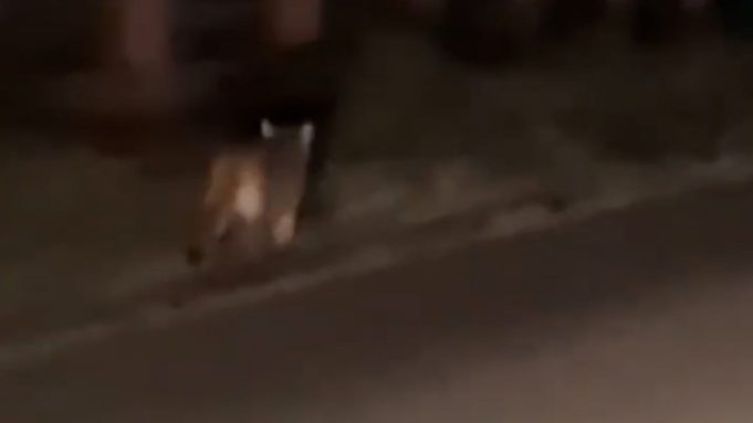 Alerta en Trelew tras el avistamiento de un puma suelto en la ciudad: atacó a dos caballos