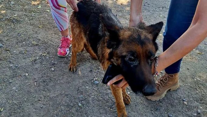 Atropellaron a un perro en Villa La Angostura y, en lugar de ayudarlo, lo arrojaron herido por un barranco