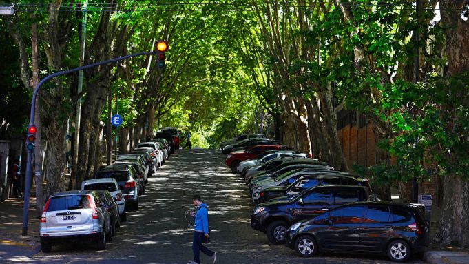 Propusieron prohibir por ordenanza la plantación de plátanos en La Plata