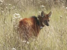 Un influencer se encontró con un animal en peligro de extinción en medio de la ruta: “Parecía una película de terror”