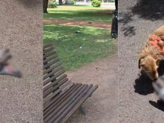 Aparecieron muertas varias palomas en un parque de Rosario e investigan qué sucedió con ellas