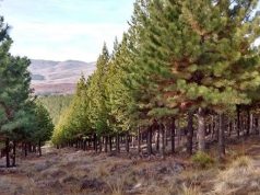 Chubut: plantaron 17.000 árboles nativos para recuperar bosques arrasados por los incendios forestales