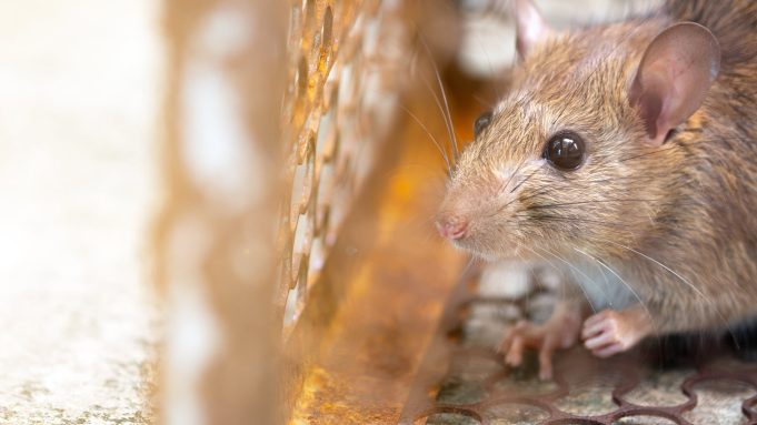 Confirmaron la muerte de un obrero por leptospirosis en Ensenada, tras la alerta por el aumento de casos