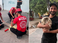 Córdoba: un grupo de bomberos rescató a un gato de pocos meses de vida que había caído en un desagüe