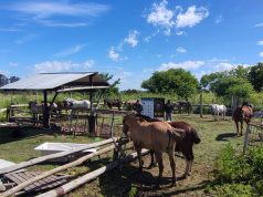 Cuatro detenidos y un prófugo por el robo de caballos: uno se resistió a los tiros