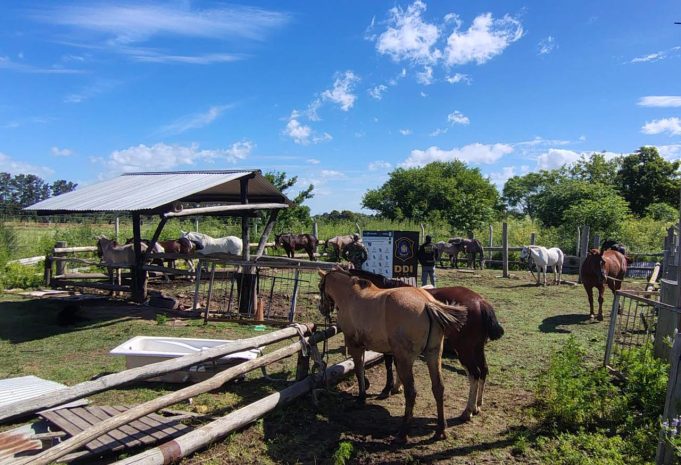 Cuatro detenidos y un prófugo por el robo de caballos: uno se resistió a los tiros