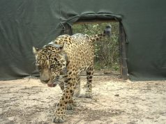 Denunciaron la desaparición de Acaí, la yaguareté silvestre que había sido liberada en El Impenetrable de Chaco