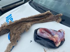 Dos cazadores mataron a un puma y difundieron las fotos como trofeo en las redes sociales