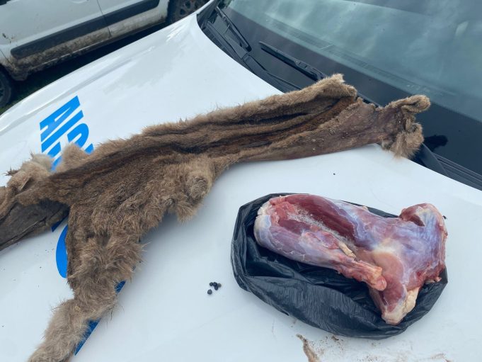 Dos cazadores mataron a un puma y difundieron las fotos como trofeo en las redes sociales