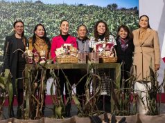 Presentan Plan Nacional de Maíz Nativo: así se buscará impulsar el cultivo y comercio de maíz mexicano