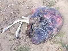 Productores de Chubut denuncian una matanza de guanacos en sus campos: “Los asesinan brutalmente, sin escrúpulos”