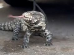 Sorpresa en Santa Fe: hallaron un lagarto overo atrapado en el motor de un auto