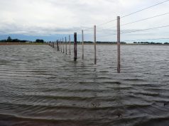 Un bloque de legisladores bonaerenses pidió declarar la emergencia agropecuaria por los campos inundados en PBA