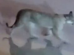 Valeria del Mar: grabaron a un puma suelto caminando por la calle cerca de un balneario