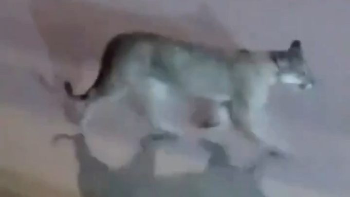 Valeria del Mar: grabaron a un puma suelto caminando por la calle cerca de un balneario